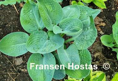 Hosta Dark Secret